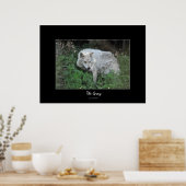 Gray Wolf Wildlife-Fan Foto Portrait Poster (Küche)