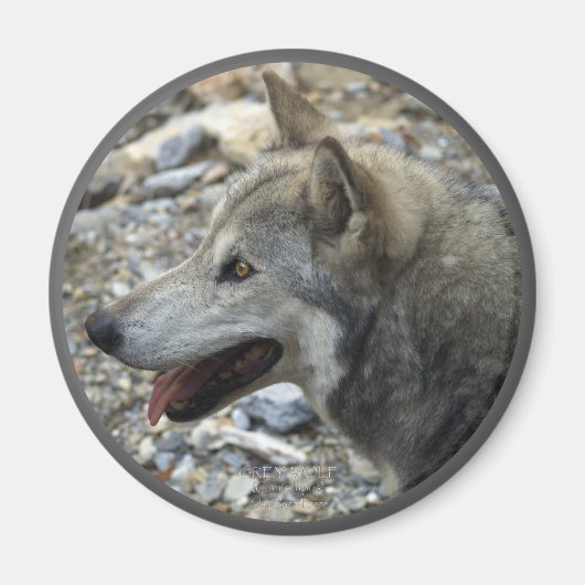 GRAY WOLF Wildlife Foto Magnet (Vorne)