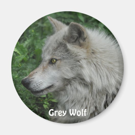 GRAY WOLF Wildlife Foto Magnet (Vorne)