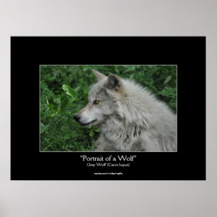 Gray Wolf Wildlife Foto Portrait Poster
