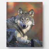 Gray Wolf Wildlife Lovers Fotoplatte (Vorderseite)