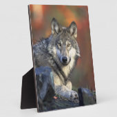 Gray Wolf Wildlife Lovers Fotoplatte (Seite)