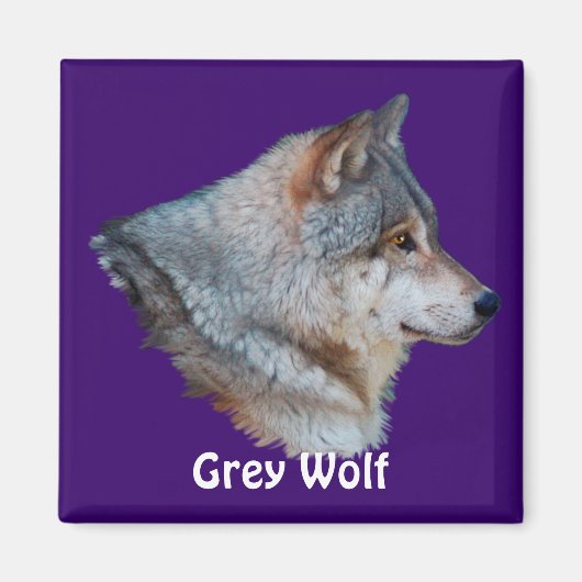 GRAY WOLF Wildlife Magnet Collection (Vorne)