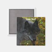 GRAY WOLF Wildlife Supporter Art Magnet (Vorderseite/Rückseite)
