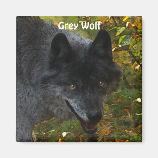 GRAY WOLF Wildlife Supporter Foto Magnet (Vorne)