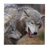Gray Wolves  Fliese (Vorderseite)