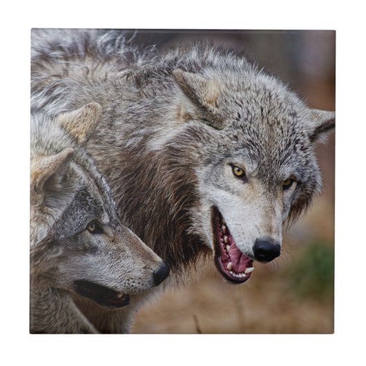 Gray Wolves Fliese (Vorderseite)