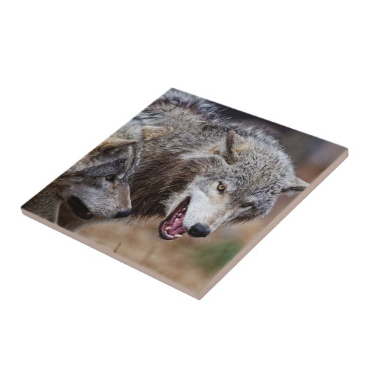 Gray Wolves  Fliese (Seite)