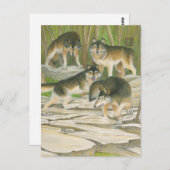 Gray Wolves Postkarte (Vorne/Hinten)
