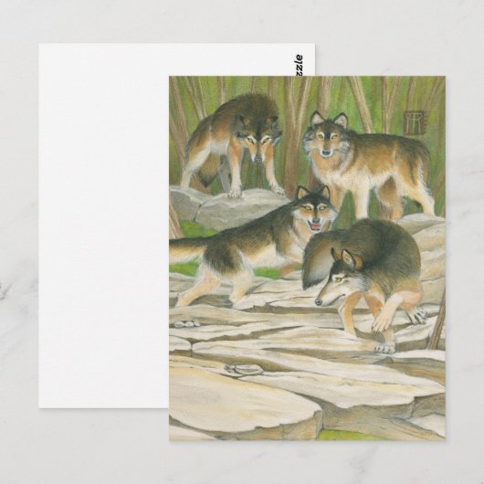 Gray Wolves Postkarte (Vorne/Hinten)