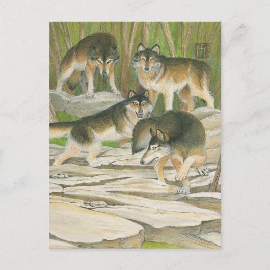 Gray Wolves Postkarte (Vorderseite)