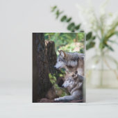 Gray Wolves Postkarte (Stehend Vorderseite)