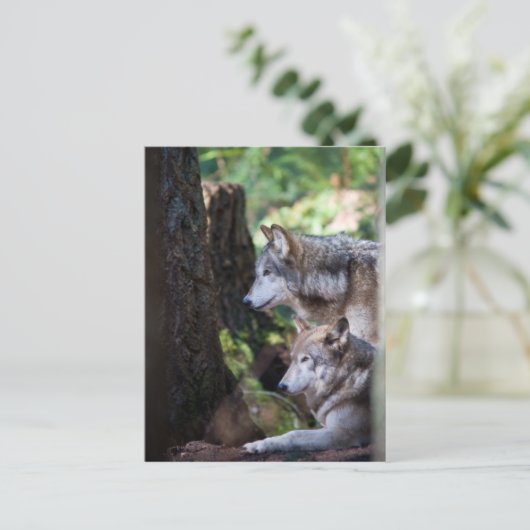 Gray Wolves Postkarte (Stehend Vorderseite)