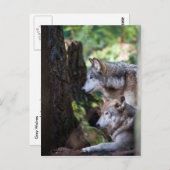 Gray Wolves Postkarte (Vorne/Hinten)