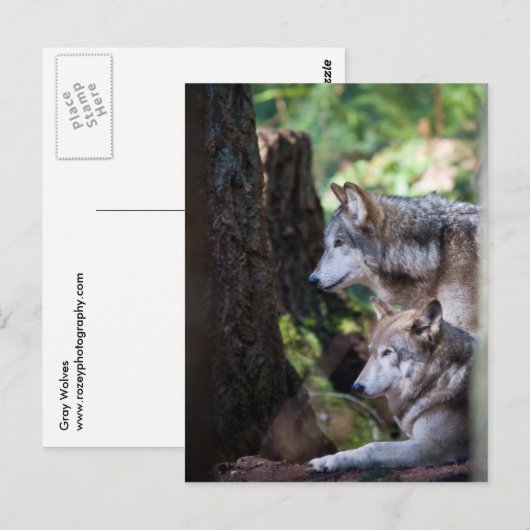 Gray Wolves Postkarte (Vorne/Hinten)