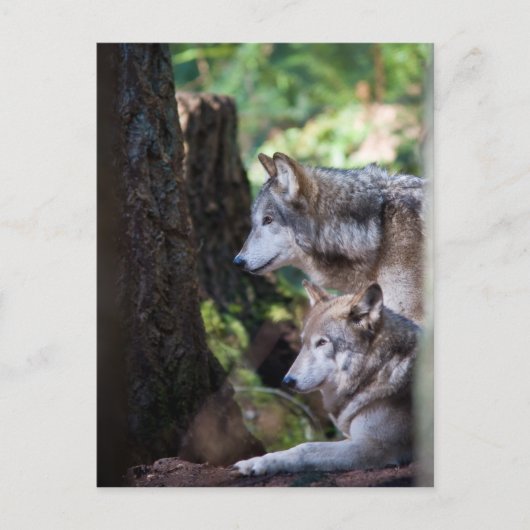 Gray Wolves Postkarte (Vorderseite)