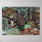 Graysby Portrait Poster (Vorne)