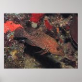 Graysby Poster (Vorne)