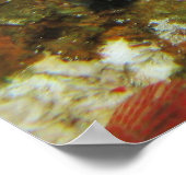 Graysby Poster (Ecke)