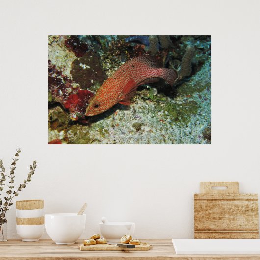 Graysby Poster (Küche)