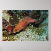 Graysby Poster (Vorne)