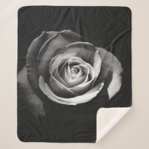 GRAYSCALE FOTO DER ROSE SHERPADECKE