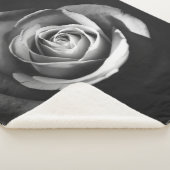 GRAYSCALE FOTO DER ROSE SHERPADECKE (3/4)