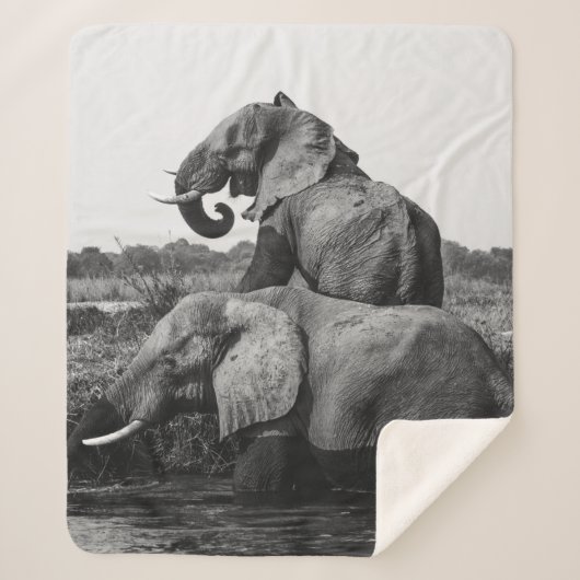 GRAYSCALE FOTO VON ZWEI ELEFANTEN AUF WASSERKÖRPER SHERPADECKE (Vorderseite)