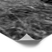 GRAYSCALE FOTO ZEBRAS POSTER (Ecke)