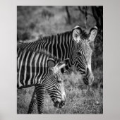GRAYSCALE FOTO ZEBRAS POSTER (Vorne)