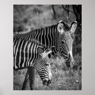 GRAYSCALE FOTO ZEBRAS POSTER
