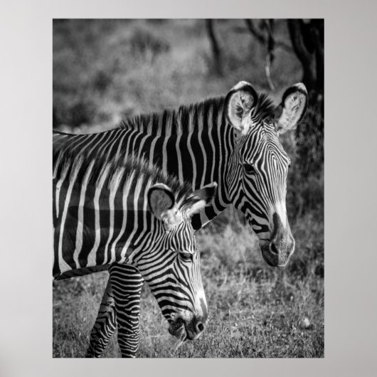 GRAYSCALE FOTO ZEBRAS POSTER (Vorne)