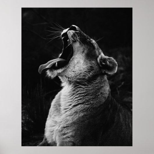 GRAYSCALE FOTOGRAFIE DER YAWNING LIONESS POSTER (Vorne)