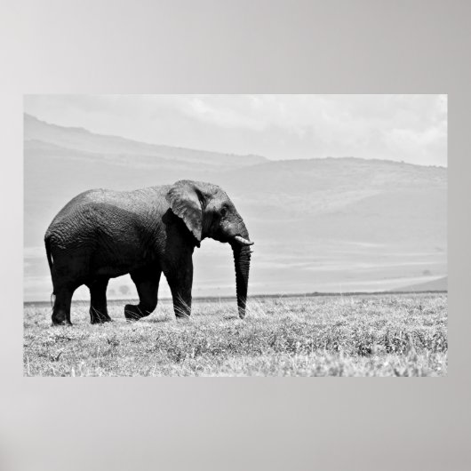GRAYSCALE FOTOGRAFIE DES ELEPHANS POSTER (Vorne)