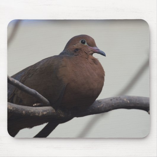 Grayson's Dove Mousepad (Vorne)