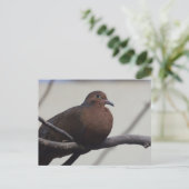 Grayson's Dove Postkarte (Stehend Vorderseite)