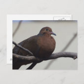 Grayson's Dove Postkarte (Vorne/Hinten)