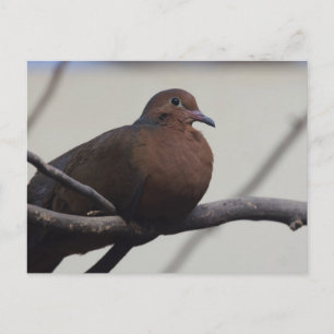 Grayson's Dove Postkarte