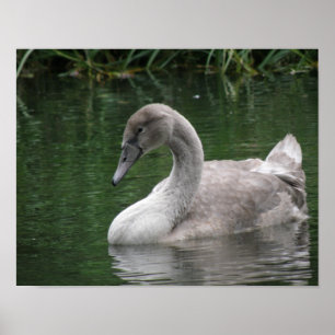 Graziler Schwan auf dem Wasser Poster
