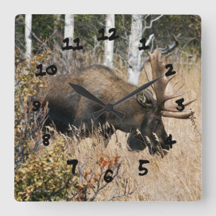 Grazing Bull Moose Quadratische Wanduhr