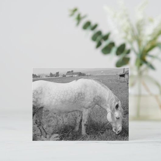 Grazing Dappled Gray Postkarte (Stehend Vorderseite)
