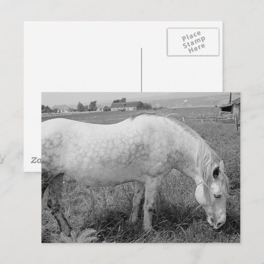 Grazing Dappled Gray Postkarte (Vorne/Hinten)