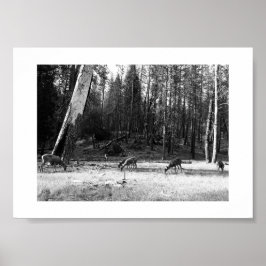 Grazing Deer Yosemite Black and White Fotografy Poster