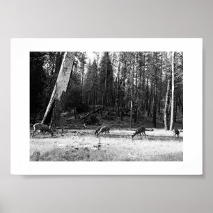 Grazing Deer Yosemite Black and White Fotografy Poster