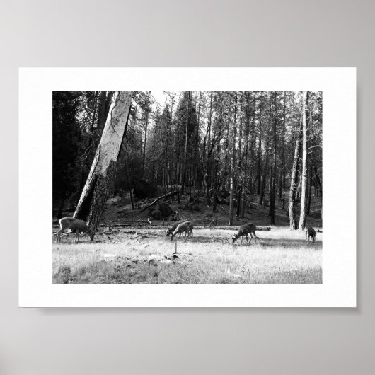 Grazing Deer Yosemite Black and White Fotografy Poster (Vorne)