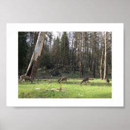 Grazing Deer Yosemite Color Fotografie Poster