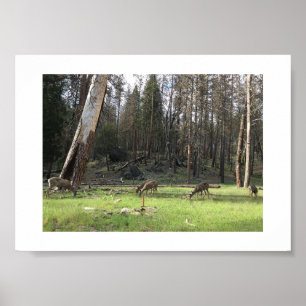 Grazing Deer Yosemite Color Fotografie Poster