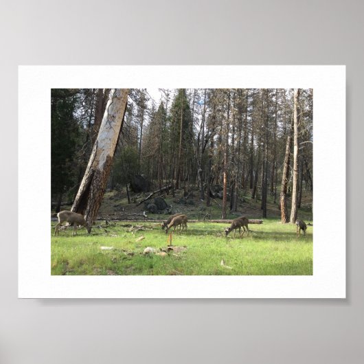 Grazing Deer Yosemite Color Fotografie Poster (Vorne)