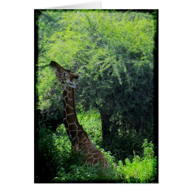 Grazing Giraffe (Vorne)