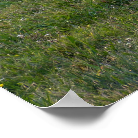 Grazing Horses Poster (Ecke)